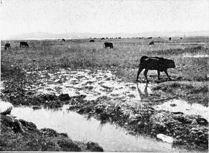 Los Ojos del CaÃ±izal. Gallocanta