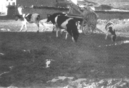 Vacas pastando. Langa del Castillo.