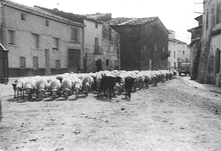 El ganado atravesaba las calles varias veces al dÃ­a. Langa del Castillo.