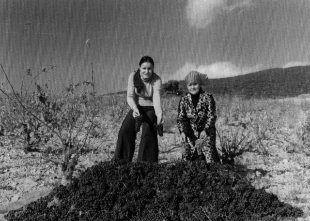 Vendimiando en Torralbilla, 1977.