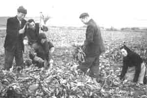 Arrancando y escoronando remolacha. Mainar. AÃ±o 1956.