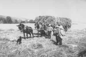 Recogiendo la mies. Mainar