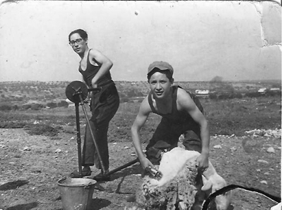 Esquilando una oveja. Bello.