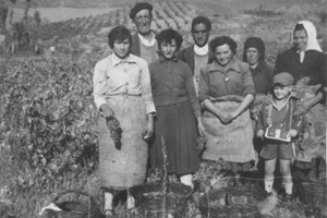 Vendimiando en Nombrevilla