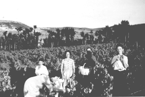 Vendimiando en Nombrevilla