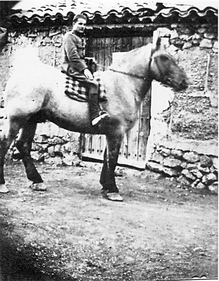 Semental de la casa de Pablo CatalÃ¡n. Calamocha.