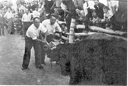 Calamochinos en los toros. Calamocha.