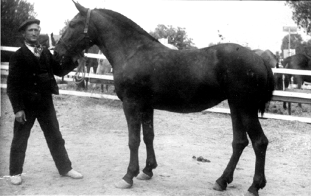 Antonio Ligros GarcÃ­a. Segundo premio de yegÃ¼as en Madrid. AÃ±o 1922.