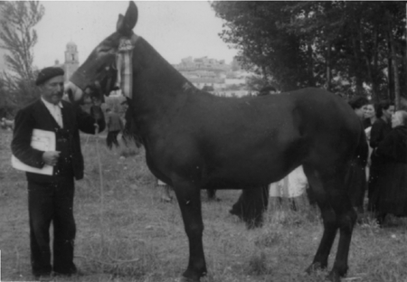 Retrato de Miguel GÃ³mez. Cella.