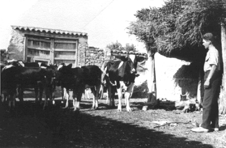 Trabajando con vacas. AÃ±o 1964. Cella.