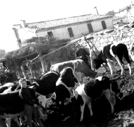 Baldomero trabajando con las vacas. Cella.