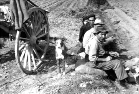 Cogiendo patatas en el Raidal. Cella.