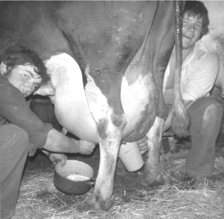 Manolo y Antonio ordeÃ±ando una vaca. Cella.