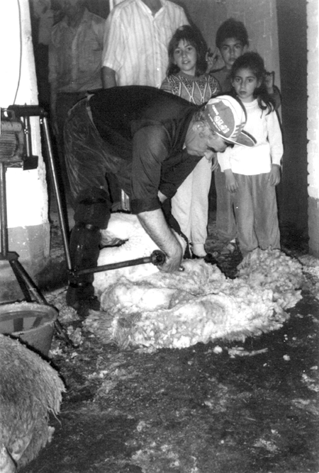 Maximino esquilando. Cella.