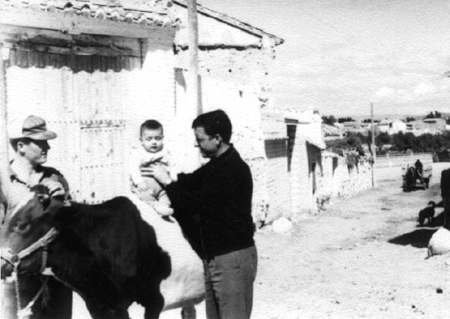 Miguel, Manolo y Miguel con una vaca. Cella.