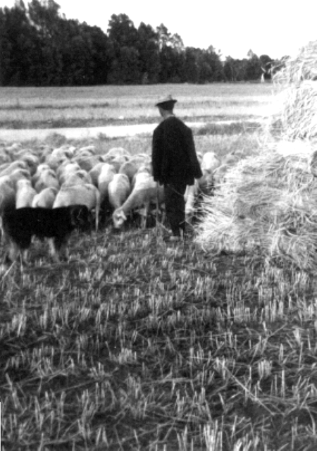 Octavio Soler con ovejas. Cella.