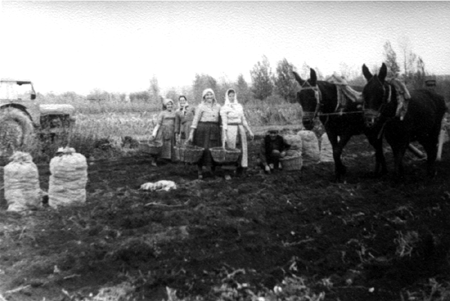 Recogiendo patatas. Cella.