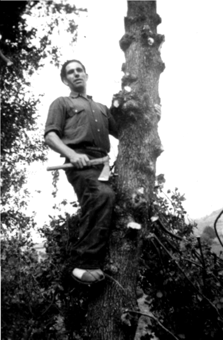 VÃ­ctor talando un Ã¡rbol. Cella.