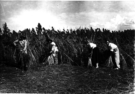 Trabajadores del campo. Cella.