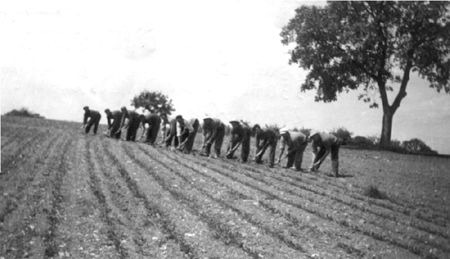 Cultivando remolacha. AÃ±o 1961. Cella.