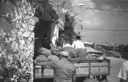 Recogiendo patatas. Cella.