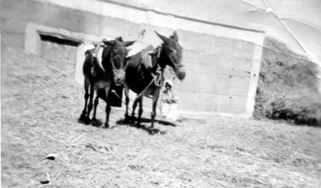 Antonia SÃ¡nchez trillando. Cella.