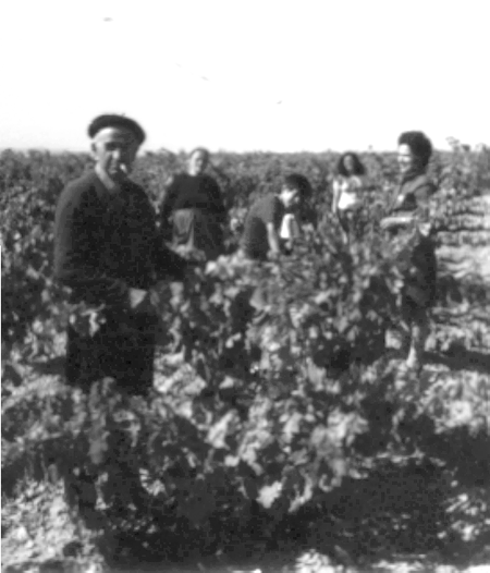 Familia JÃ¡tiva en la viÃ±a. Cella.
