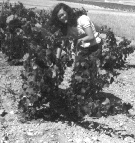 Familia JÃ¡tiva en la viÃ±a. Cella.