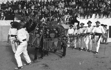 Mulilleros en fiestas. Cella