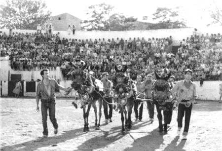 En la plaza de toros en fiestas. Cella