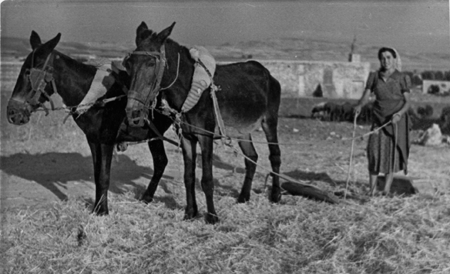 Una mujer sujeta dos burros en el campo.