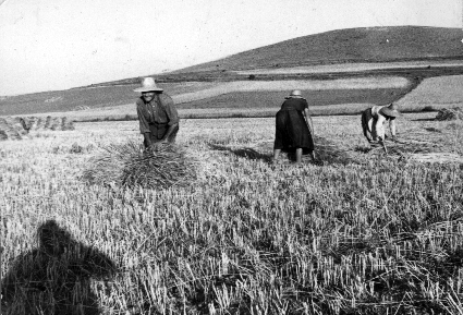 Atando balagos en el campo. CastejÃ³n de Tornos
