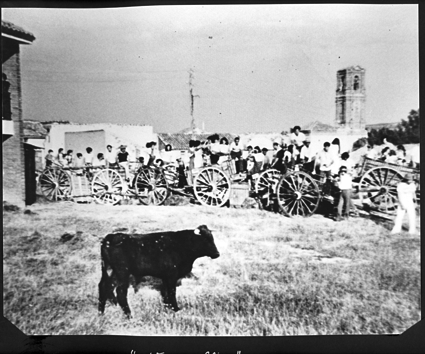 Vaquilla entre carros. Cosa