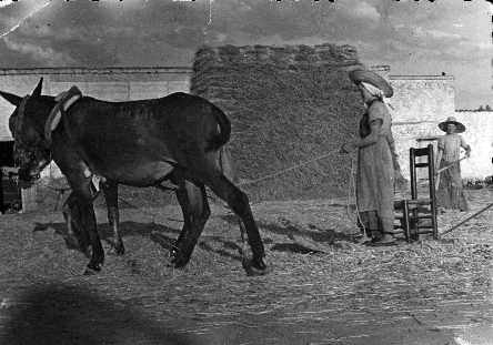 Hombres trillando en Fuentes Claras. AÃ±o 1958