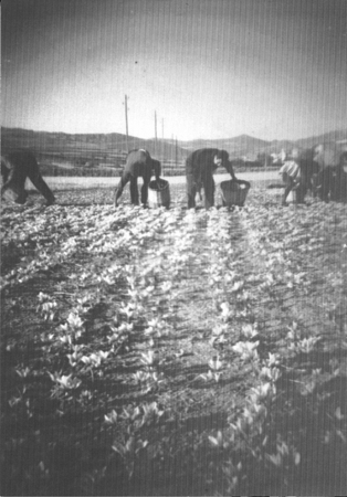 Trabajando en el campo. Loscos.