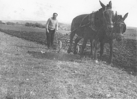Labores de arado en el campo. Loscos.