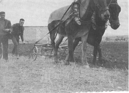 Labores de arado en el campo de Loscos.