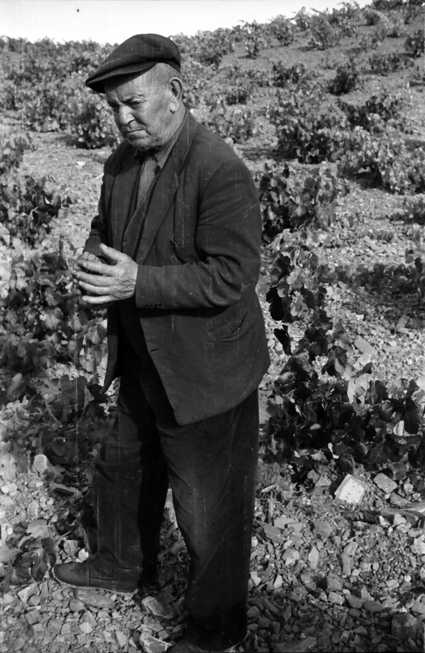 Retrato de abuelo en la viÃ±a. Lechago