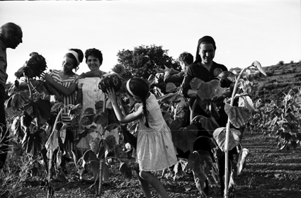Pasando la tarde entre girasoles. Lechago