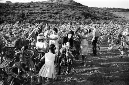 Recolectando pipas de girasol. Lechago