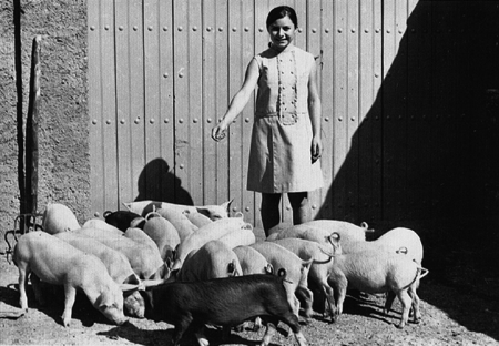 Vecina de Luco de Jiloca con piara de cerdos.