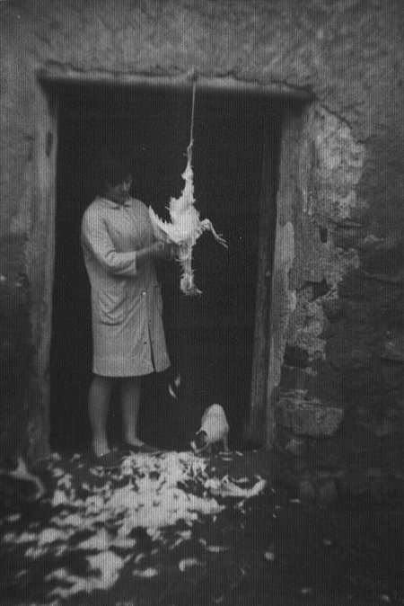 Vecina de Luco de Jiloca desplumando una gallina.