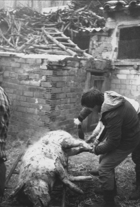 La matanza. Luco de Jiloca.