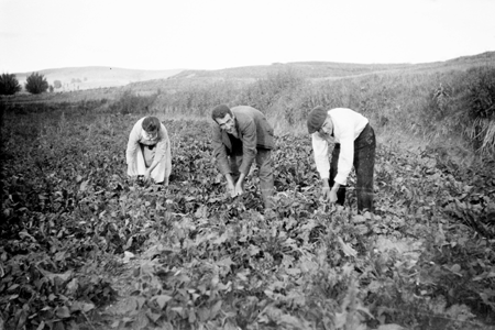 Grupo trabajando en el campo. Navarrete