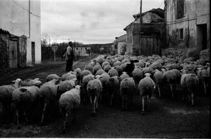 RebaÃ±o en Navarrete