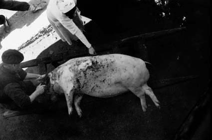 MatacÃ­a en Olalla