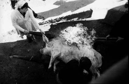 MatacÃ­a en Olalla