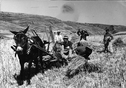 Segando en el campo. Piedrahita