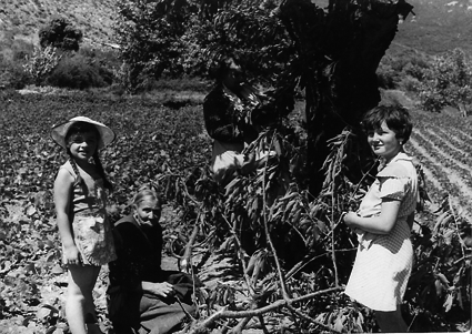 Cogiendo cerezas. Piedrahita