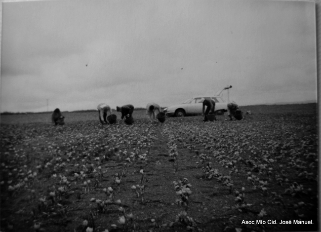 Recogiendo azafrÃ¡n